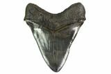 Serrated, Fossil Megalodon Tooth - Huge Tooth #158750-2
